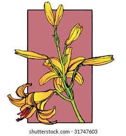 golden lily