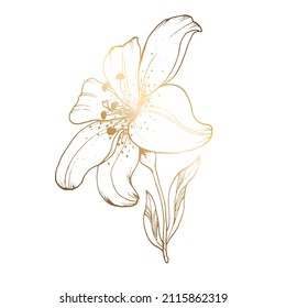 Golden lily on a white background. Line art. Handmade flower. Vector illustration. For greeting cards and invitations for wedding, birthday, Valentine s Day, Mother s Day and others.