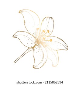 Golden lily white background  Line art  Handmade flower  Vector illustration  For greeting cards   invitations for wedding  birthday  Valentine s Day  Mother s Day   others 