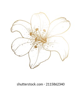 Golden lily on a white background. Line art. Handmade flower. Vector illustration. For greeting cards and invitations for wedding, birthday, Valentine s Day, Mother s Day and others.