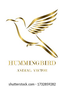 Golden line art Vector illustration on a white background of flying hummingbirds. Suitable for making logos