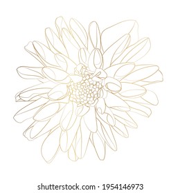 Golden line Dahlia Flower. Flora and Isolated Botany Plant with Petals. 