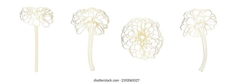 Golden Line Drawing Of Zinnia Flowers.  Daisy Hand Drawn Sketch.  Element For Design In Line Art Style For Greeting Card, Wedding Invitation, Coloring Book.