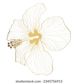 Golden line Hawaiian Hibiscus Flower Chenese Rose. Flora and Isolated Botany Plant with Petals. Tropical Karkade or Bissap Herbal Tea.