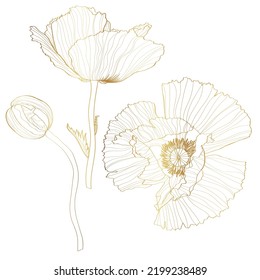 Golden line of poppy flower. Line poppy on white background.