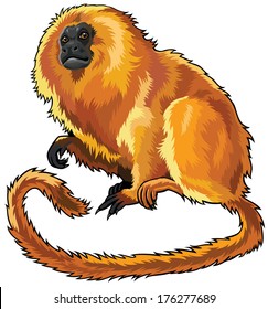 golden lion Tamarin, little monkey of amazon rain-forest,sitting pose, illustration isolated on white background