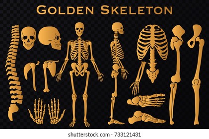 Golden luxury human bones skeleton silhouette collection set. High detailed Vector illustration.