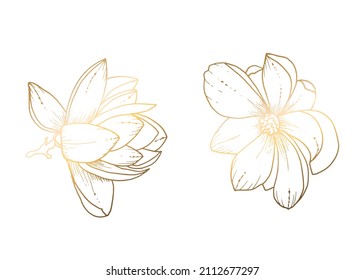 Golden magnolia on a white background. Line art. Handmade flower. Vector illustration. For greeting cards and invitations for wedding, birthday, Valentine s Day, Mother s Day and others.