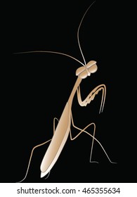Golden mantis on a black background. Vector Image.
