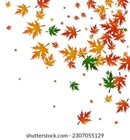 Golden Maple Background White Vector. Floral Realistic Texture. Colorful Collection. October Template. Brown Foliage Forest.