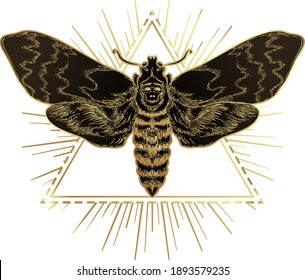 Golden moth over sacred geometry sign, isolated vector illustration. Tattoo flash. Mystical symbols and insects in gold. Alchemy, occultism, spirituality. Hand-drawn vintage.