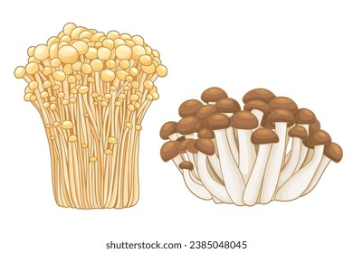 Golden needle mushroom and shimeji mushroom isolated on white background, vector illustration