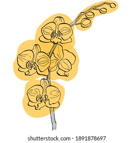 Golden Orchid Flower. Floral botanical flower. Isolated illustration element. Vector wildflower for background, texture, wrapper pattern, frame or border.