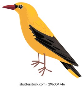 Golden Oriole Bird Isolated On White Stock Vector (Royalty Free ...