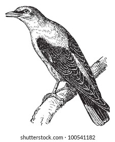 Golden Oriole or Oriolus oriolus, vintage engraved illustration. Dictionary of Words and Things - Larive and Fleury - 1895