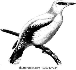 Golden Oriole is a small passerine bird in the family Oriolidae, It is yellow, with dark eye marks and black wings., vintage line drawing or engraving illustration. 