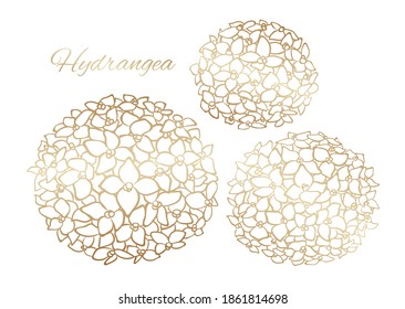 Golden Outline Hydrangea, Vector Isolated Illustration On White