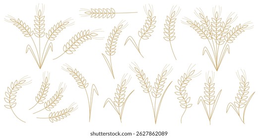 Golden outline of ripe ears of cereal plants. Set of wheat, rye, barley, millet, oat ears. Set of elements symbol of grain agricultural crops, vector