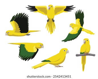 Golden Parakeet Conure Bird Parrot Various Poses Cartoon Vector Character