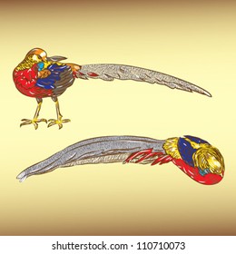 golden pheasant (Chrysolophus pictus), isolated on white background vector