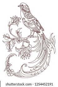 Golden pheasant. Line art