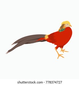 Golden Pheasant Drawing Chrysolophus Pictus: Stockillustration