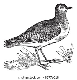 Golden Plover or Pluvialis sp., vintage engraved illustration. Trousset encyclopedia (1886 - 1891).