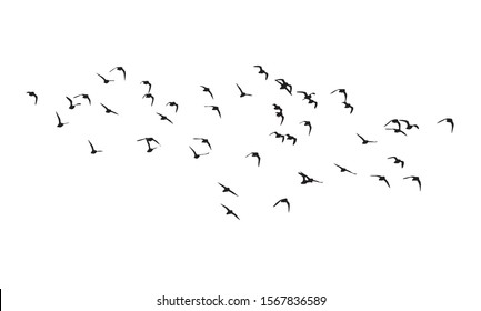 Golden plover wedge in flight. Vector silhouette a flock of birds