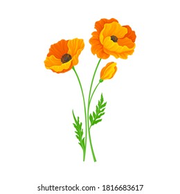 Golden Poppy or California Poppy Flower as Flowering Plant Vector Illustration