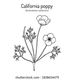 Golden poppy, or cup of gold (Eschscholzia californica), State Flower of California. Hand drawn botanical vector illustration