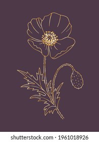 Golden Poppy flower on a purple background. Poppy in linear style. Hand drawn vector illustration for your design.