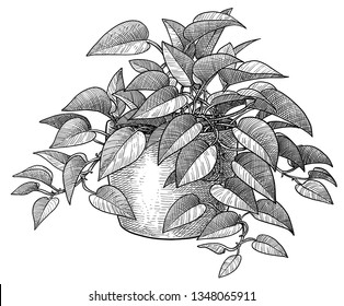 Golden pothos illustration, drawing, engraving, ink, line art, vector