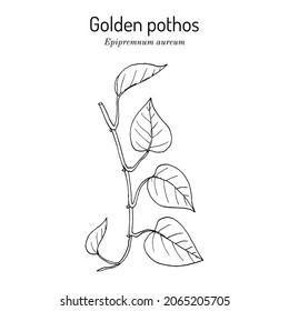 Golden pothos, or ivy arum (Epipremnum aureum), house plant. Hand drawn botanical vector illustration