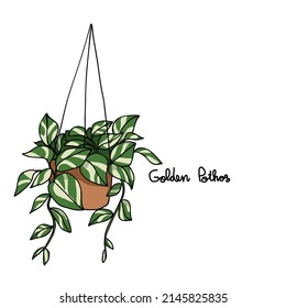 Golden Pothos plant drawing vector illustration	