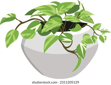 Golden Pothos Plant Illustration In Pot With White Background