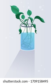 A golden pothos in a transparent glass jar containing water. isolated on gray background