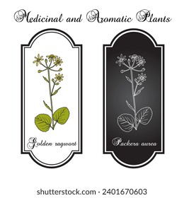 Golden ragwort (Packera aurea), medicinal plant. Hand drawn botanical vector illustration
