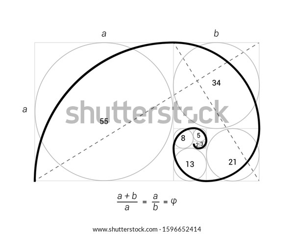 Golden Ratio Vector Proportion Spiral Section Stock Vector (Royalty ...