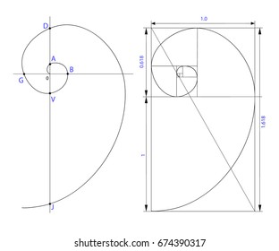 Golden ration section line frame vector