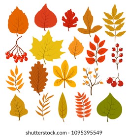 Golden and red autumn leaves, brunches and berries. Fall leaf vector cartoon collection isolated on white background. Illustration of orange maple nature, cartoon foliage and red berry