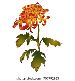 Golden red chrysanthemum. Hand drawn vector imitation of traditional japanese watercolor art.