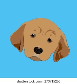 Golden Retrieve - Illustrations of Dog Face.