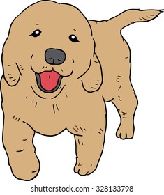 Golden retriever