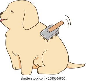 golden retriever - brushing dog