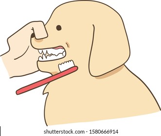 golden retriever - brushing teeth