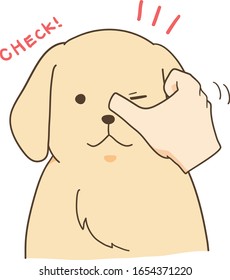 golden retriever - check eyes