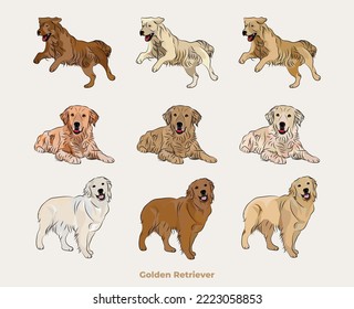 Golden Retriever colors. Cute Red Setter dogs characters in various poses, design for print, adorable and cute cartoon vector set, in different poses. All popular colors. Dog Drawing collection set.