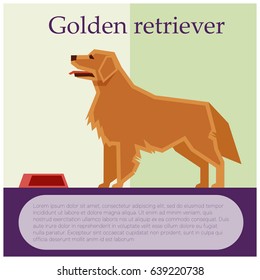 Golden retriever colourful postcard