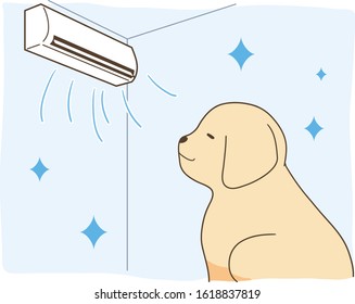 golden retriever - in cool room