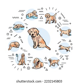 Golden retriever different age web banner. Infographics with linear icons on white background. Creative idea concept.